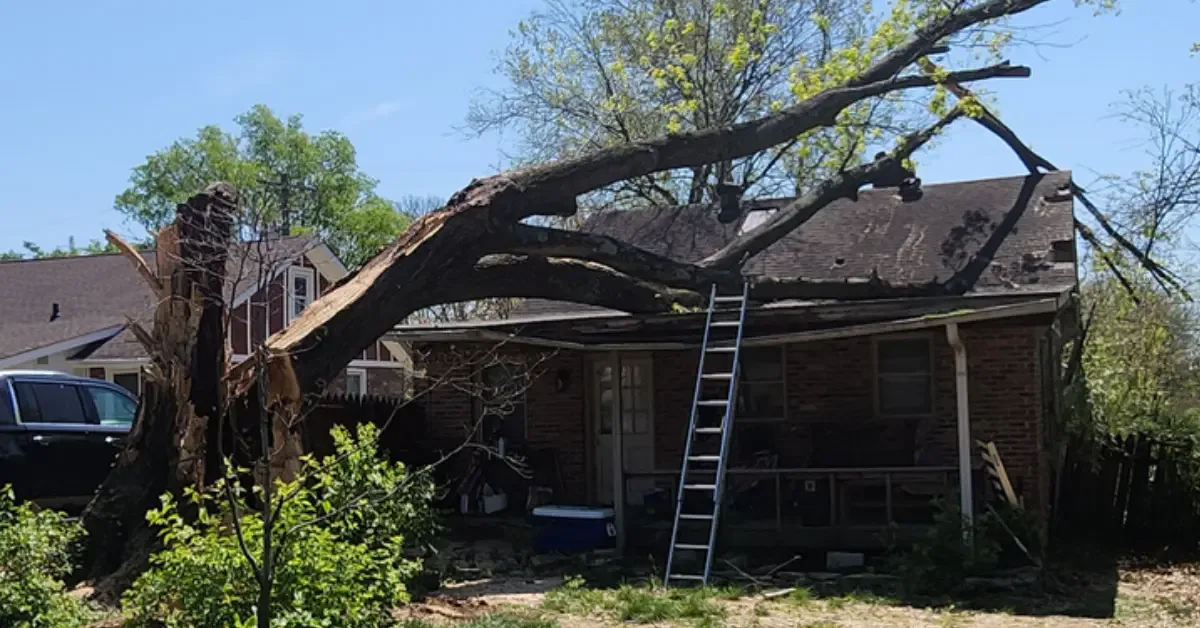 Emergency Tree Service