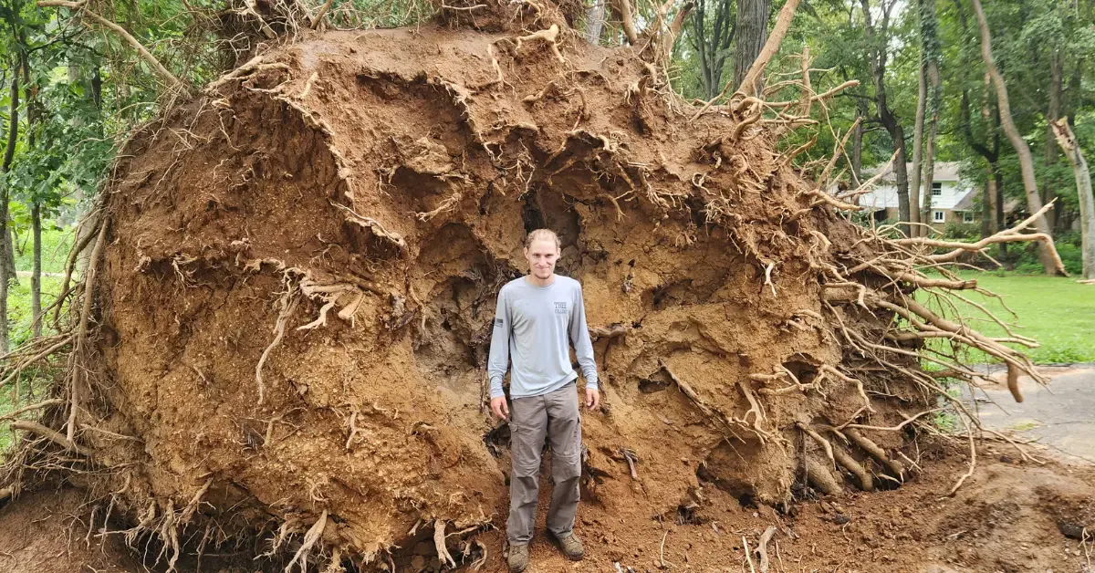 Signs a Tree Is Structurally Unsafe on Properties in Davidson County