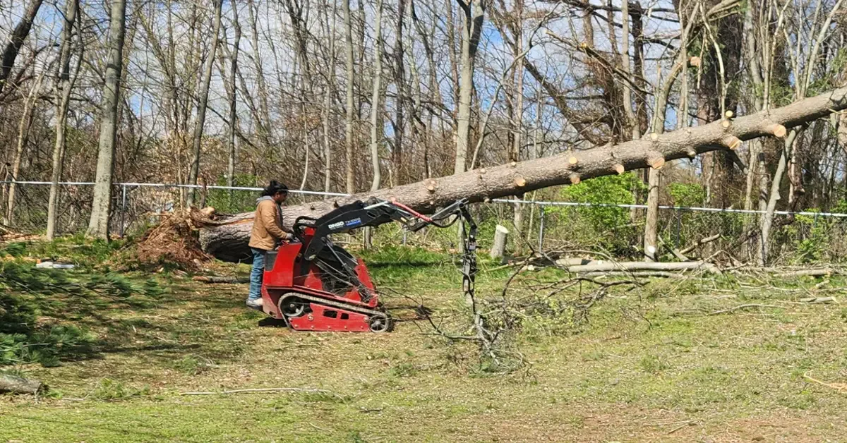 How Tree Fellings Are Safely Handled in Tight Davidson County Properties