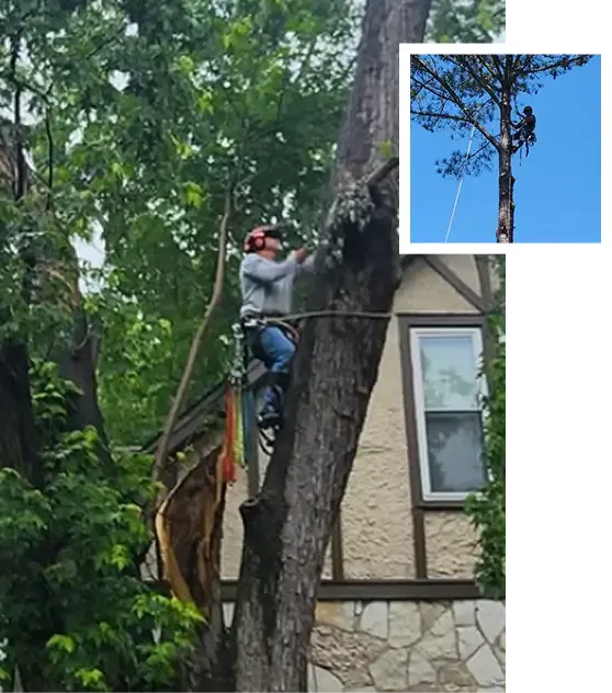 About Sidden Tree Service