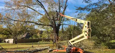 Tree Trimming
