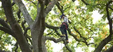 Tree Cabling