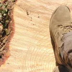 Choosing Professional Stump Grinding in Ridgetop