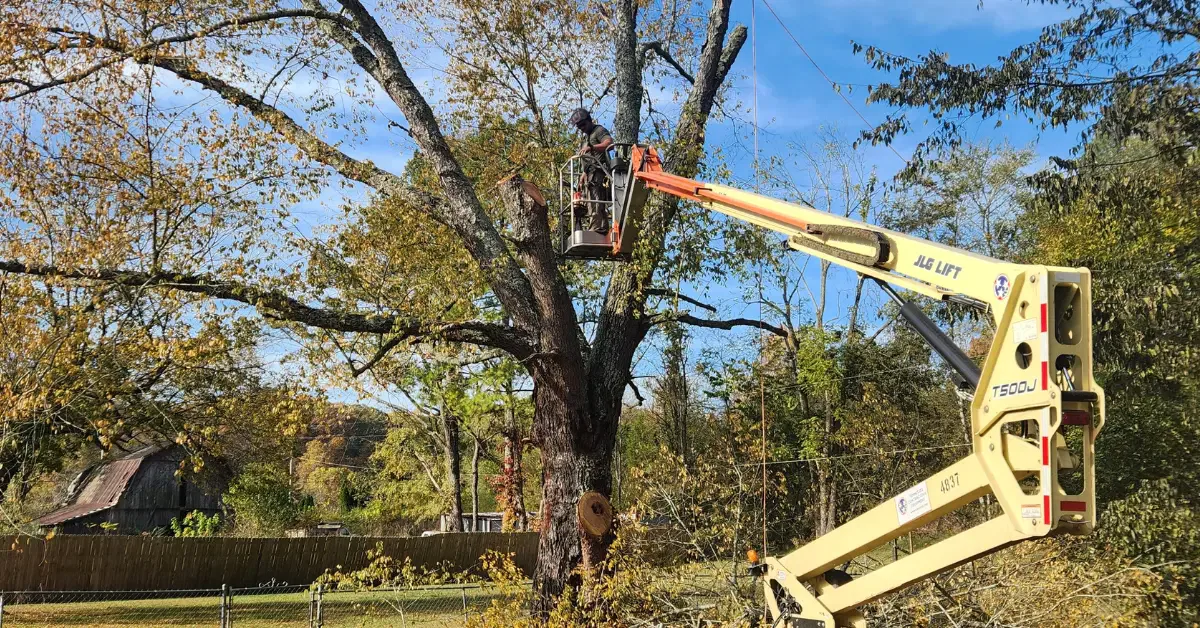 What Greenbrier Residents Should Know About Tree Pruning