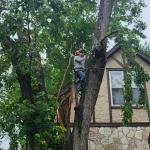 How to Find Quality Tree Trimming in White House