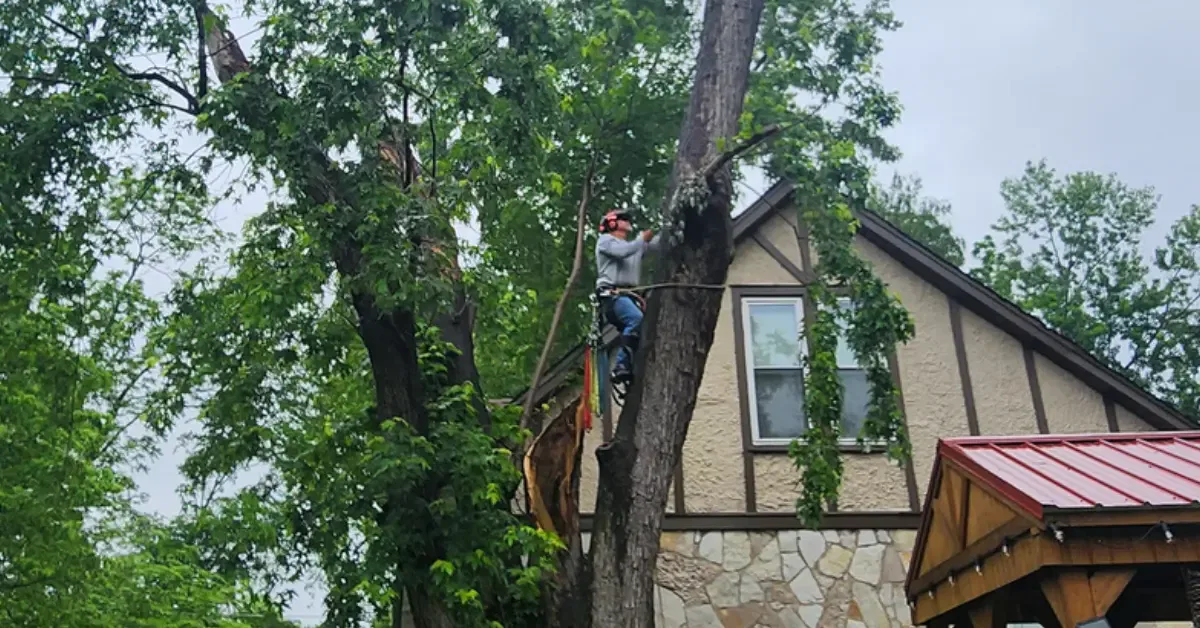 How to Find Quality Tree Trimming in White House