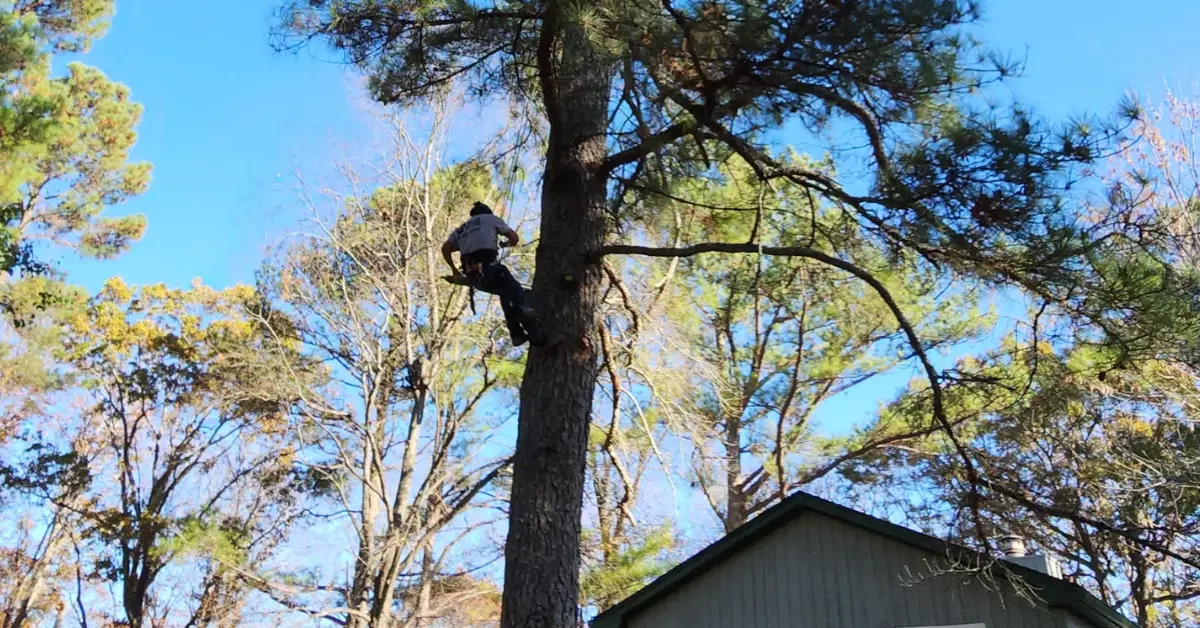 Common Trees in Davidson County That Become Dangerous Over Time