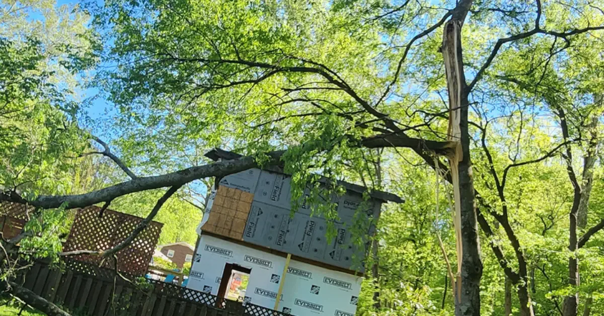 What to Expect from Emergency Tree Services in Springfield