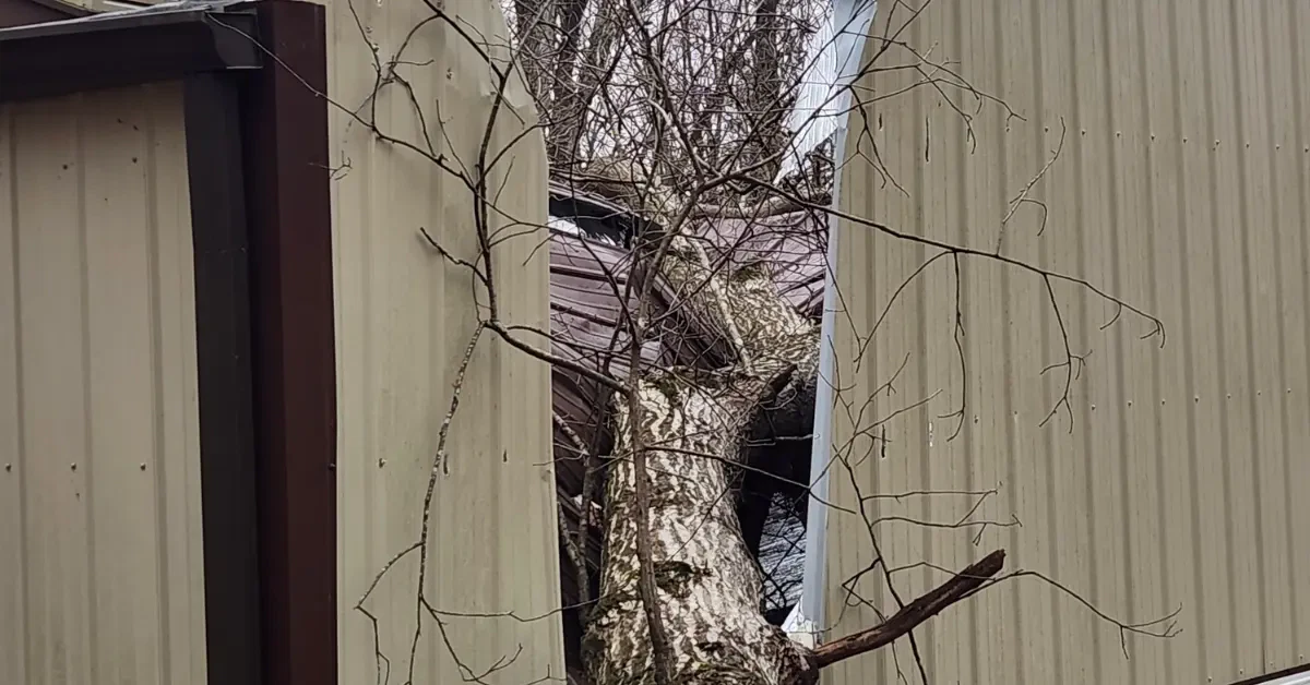 When to Call Tree Removal Services in Hendersonville