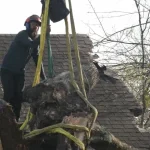 How to Choose a Tree Service in Goodlettsville