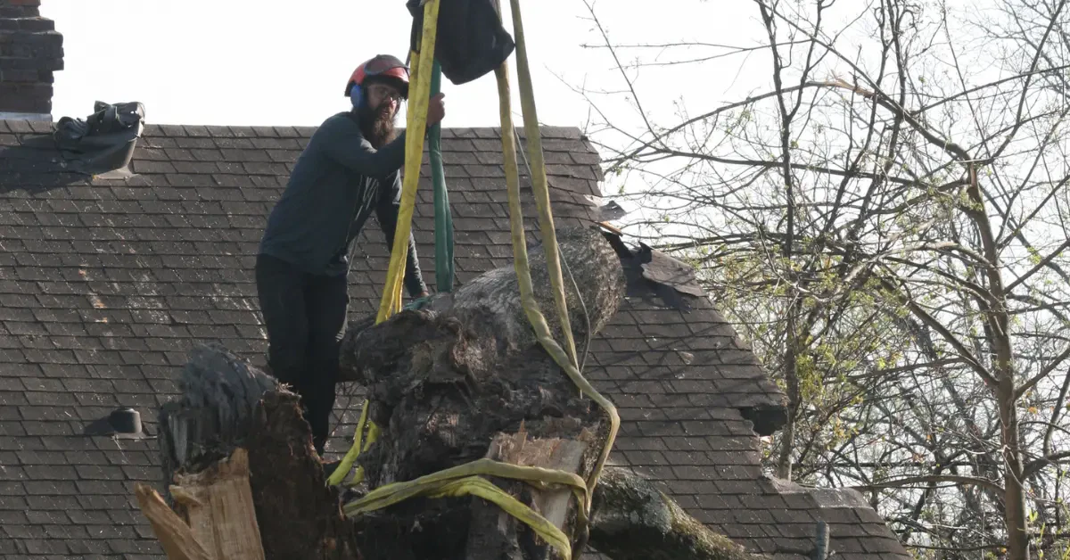 How to Choose a Tree Service in Goodlettsville