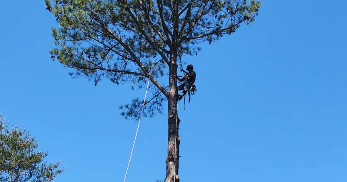 Tree Pruning