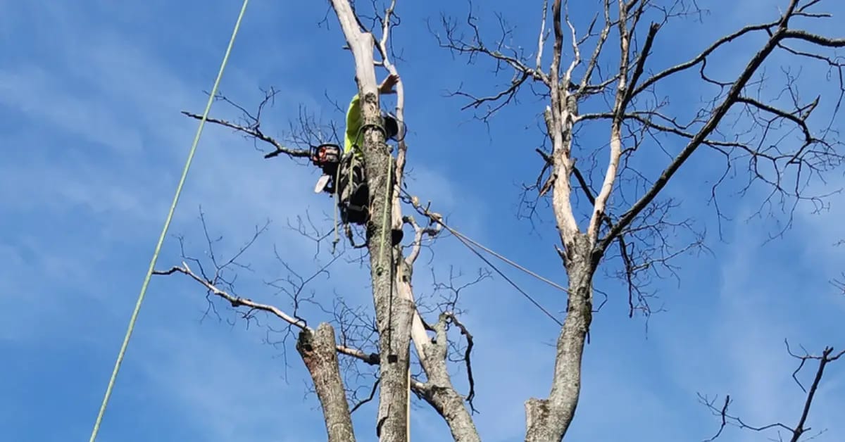 Tree Cabling