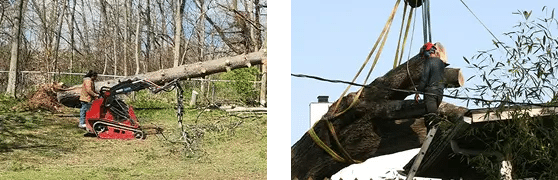 ABOUT TREE FELLERS TREE SERVICE
