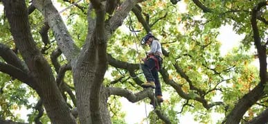 Tree Cabling