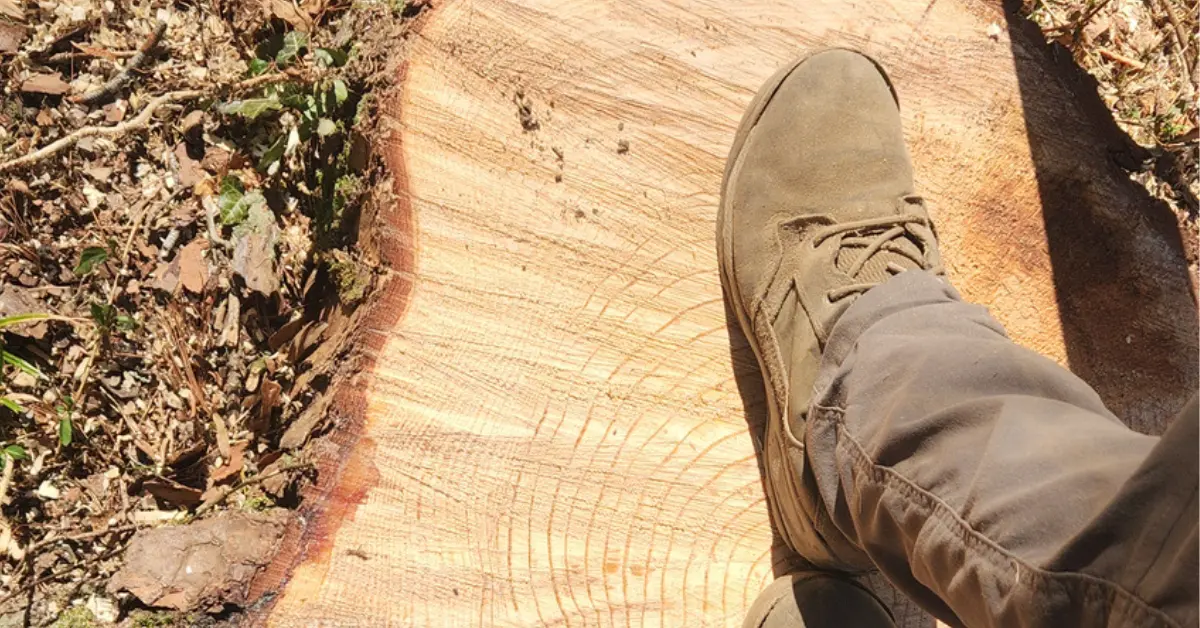 Choosing Professional Stump Grinding in Ridgetop