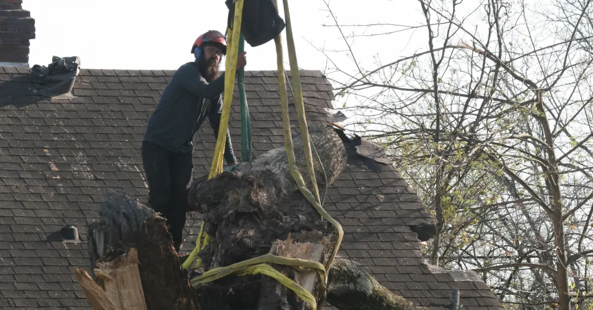How to Choose a Tree Service in Goodlettsville